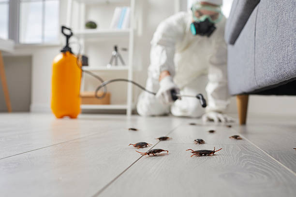 Post-Treatment Bed Bug Interceptor Monitoring in Meadowbrook